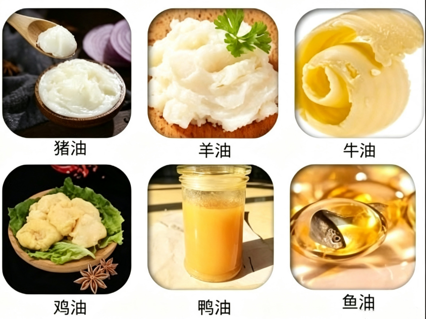 动物油