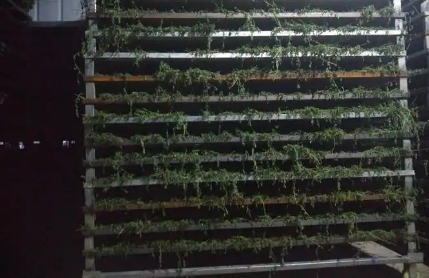 艾草烘干