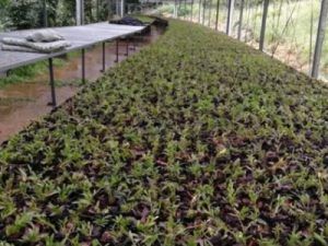 蒸汽发生器大棚恒温技术应用指南：精准控温赋能农业降本增产